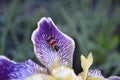 The bee stalk in a black strip on the iris petal.