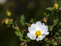 Bee standing on a Cistus flower Royalty Free Stock Photo