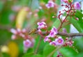 Bee and star gooseberry flower on background Royalty Free Stock Photo