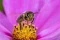 A bee start to fly after collecting nectar on a beautiful pink flower - macro shot Royalty Free Stock Photo