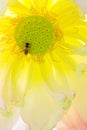 bee and lotus flower Royalty Free Stock Photo