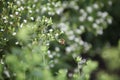 Bee in a stevia field