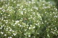 Bee in a stevia field