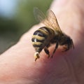 Bee Sting - a weapon of defense and attack Royalty Free Stock Photo