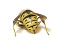 Bee stinger on a white background - extreme closeup