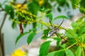 Bee stocked on a spider wed on the plant Royalty Free Stock Photo