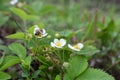 Bee on strawberry white flower. Spring natural flower background Royalty Free Stock Photo