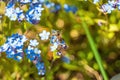 A bee with a striped abdomen collects nectar on blue forget-me-nots. Royalty Free Stock Photo