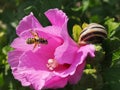 Pollen covered bee with a snail