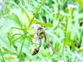 The bee is sucking ageratum zonyzoides flower exctract Royalty Free Stock Photo