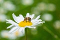 Bee sucking a nectar from daisy flower Royalty Free Stock Photo