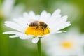 Bee sucking nectar from a daisy flower Royalty Free Stock Photo