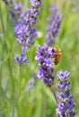 bee sucking nectar from a lavender flower in a field during springtime to produce high-quality organic honey