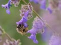 Bee sucking nectar from a purple flower