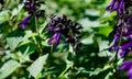 Bee sucking nectar from purple flower