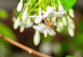 A bee sucking nectar from a white flower on out of focus background Royalty Free Stock Photo