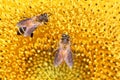Bee sucking nectar on yellow sunflower Royalty Free Stock Photo