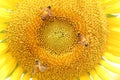 Bee sucking nectar on yellow sunflower Royalty Free Stock Photo