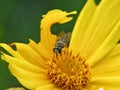 Bee sucking necter macro photography