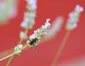 bee sucking pollen from lavender flower Royalty Free Stock Photo