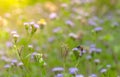 Bee in suckling nectar in purple grass flower in the garden. Background for spa and relaxing concept. Green and violet nature Royalty Free Stock Photo