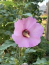 Bee having lunch inside flover