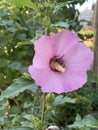 Bee having lunch inside flover