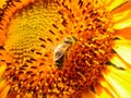 Bee on a sunflower Royalty Free Stock Photo