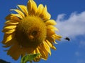 Bee Sunflower Royalty Free Stock Photo