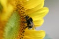 Bee on sunflower Royalty Free Stock Photo