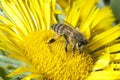 Bee on Sunflower