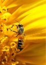 Bee On A Sunflower, the bee looks peaceful and content, surrounded by the beauty of nature.