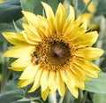 A Bee on a Sunflower at Anderson Sunflower Farm Royalty Free Stock Photo