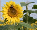 A Bee on a Sunflower at Anderson Sunflower Farm Royalty Free Stock Photo