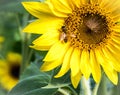 A Bee on a Sunflower at Anderson Sunflower Farm Royalty Free Stock Photo