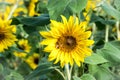A Bee on a Sunflower at Anderson Sunflower Farm Royalty Free Stock Photo
