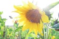 Bee on sunflower