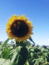Bee on sunflower 2019 Royalty Free Stock Photo
