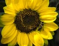 Bee on a sunflower Royalty Free Stock Photo