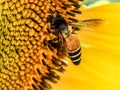 Bee on a sunflower