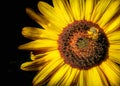 Bee on sunflower with black background