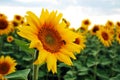 Bee on a sunflower