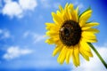 Bee and sunflower on a blue sky background Royalty Free Stock Photo