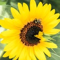 Bee on Sunflower