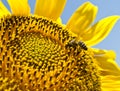 Bee on a sunflower Royalty Free Stock Photo