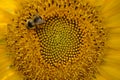 Bee in sunflower Royalty Free Stock Photo