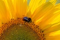 A Bee on a Sunflower Royalty Free Stock Photo