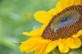 Bee on the sunflower