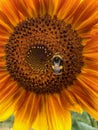 Bee on a sunflower Royalty Free Stock Photo