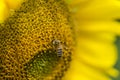 A Bee on a Sunflower close-up shot Royalty Free Stock Photo